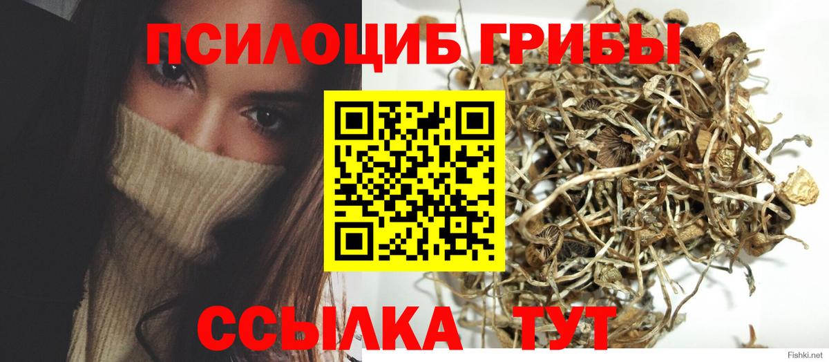 Дальнегорск  Псилоцибиновые грибы Psilocybine cubensis  Вход с VPN 